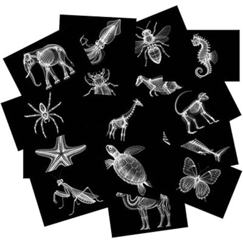 15 Animal X-ray Sets, Children's Education Science Sets, Exploring Bone Structure, Light Table Accessories in Light and Shadow Areas.