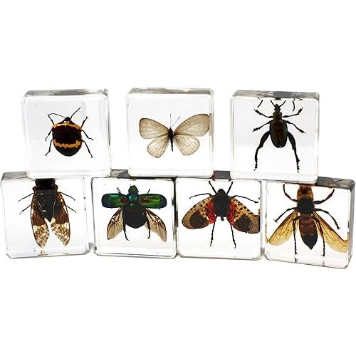 REAL BUG Insect Collection, Set of 7