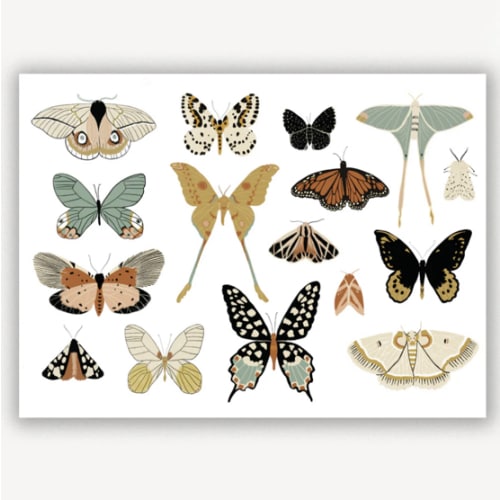 Butterfly Collector Art