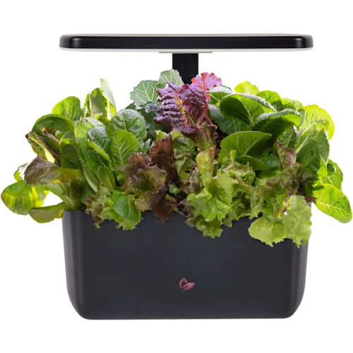 AeroGarden Harvest 2.0, Indoor Garden