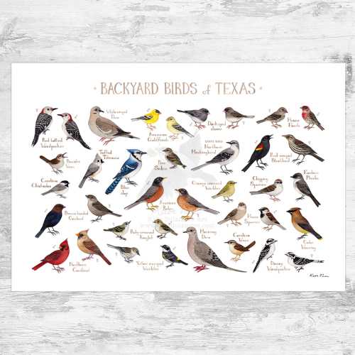 Texas Backyard Birds Field Guide Art Print / Watercolor Painting Print / Birdwatching Wall Art / Nature Print / Bird Poster