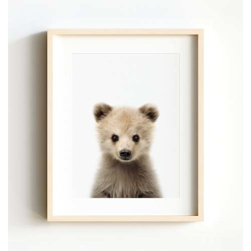 Baby Grizzly Bear 8x10