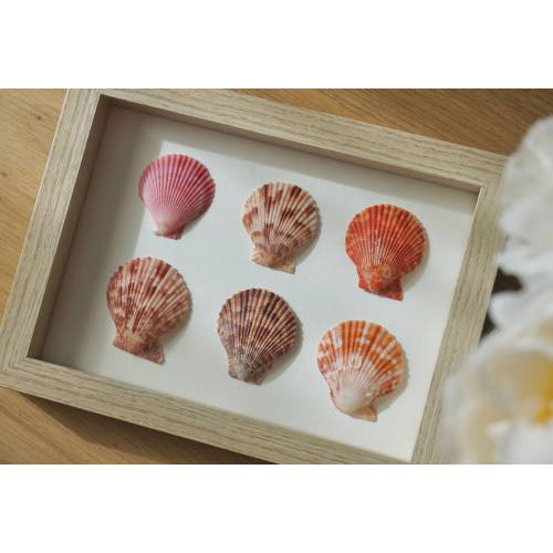 Shell Art, Seashell Decor, Pastel Room Decor, Scallop Wall Art, Minimalist Wall Art, Boho Wall Art