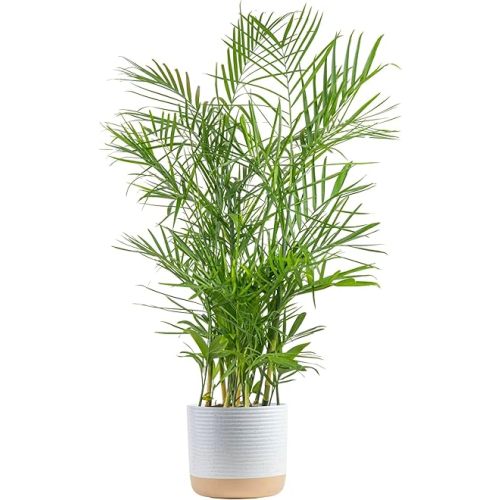 Costa Farms Bamboo Palm, Easy to Grow Houseplant, Live Indoor Plant Potted in Decor Plant Pot, Room or Office Decor, 3-4 Feet Tall