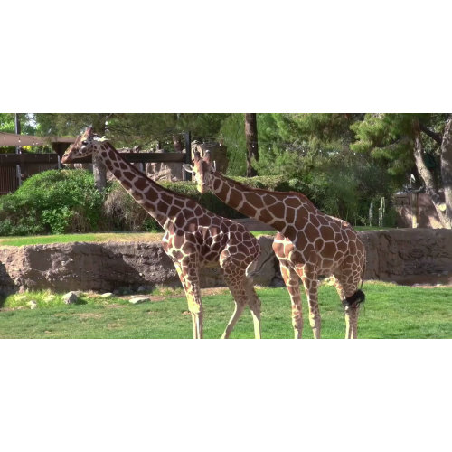 Southern Arizona’s Best Value! | Reid Park Zoo
