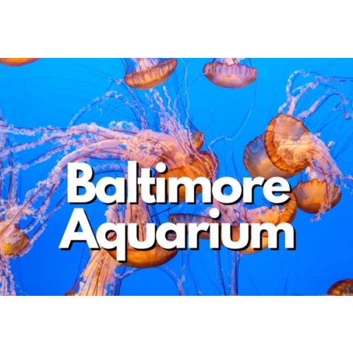 National Aquarium :: General Admission