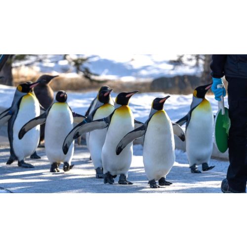 Calgary Zoo | Membership