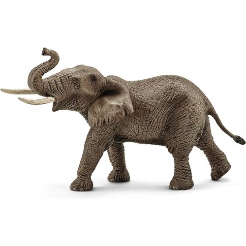 African Elephant Male