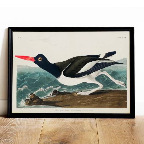 Audubon Oystercatcher Print: Vintage Bird Drawing Poster