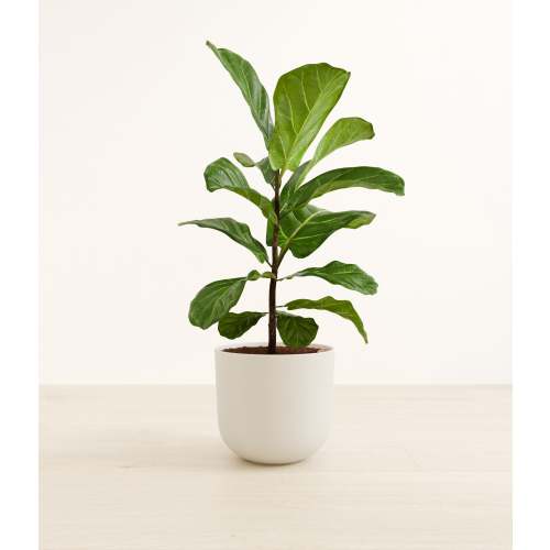 Fiddle Leaf Fig