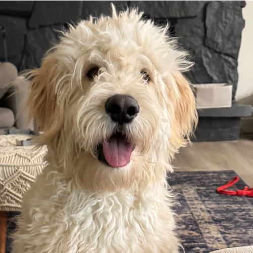 BENEBONE Multipack Durable Dog Chew Toy, 4 count - Chewy.com