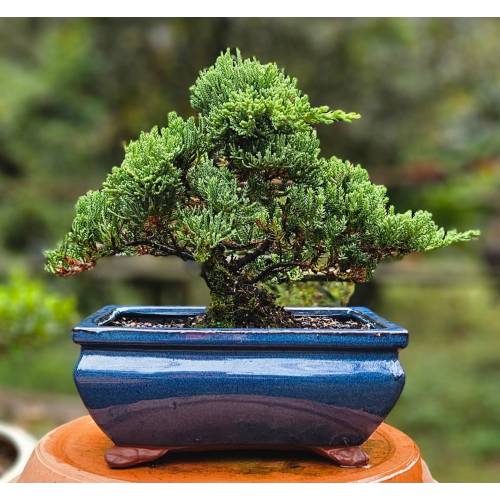 Bonsai Japanese Juniper Bonsai tree in a Blue glazed ceramic pot Great gift. I can hold up to 21 days.