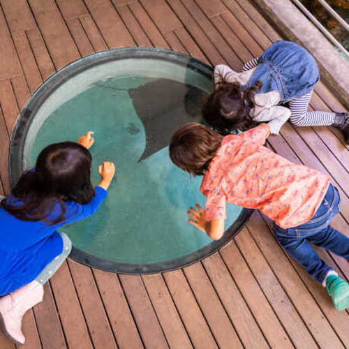 Become an Academy Member Today! | California Academy of Sciences