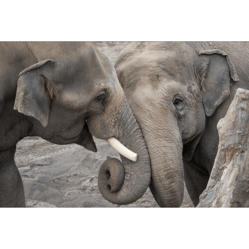 Oregon Zoo Membership