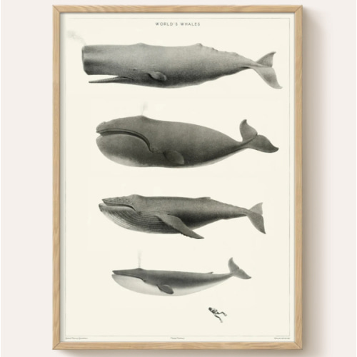 18x24” World's Whales with Natural Oak Frame
