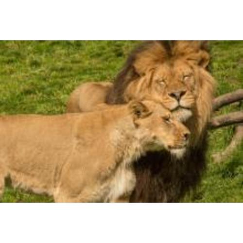 Oregon Zoo Membership