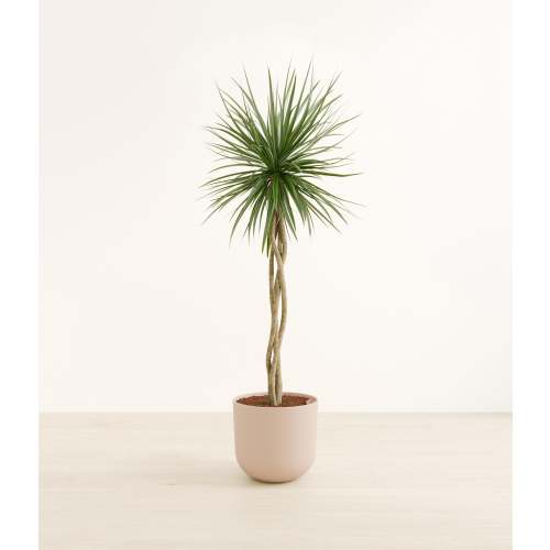 Dragon Tree Open Weave