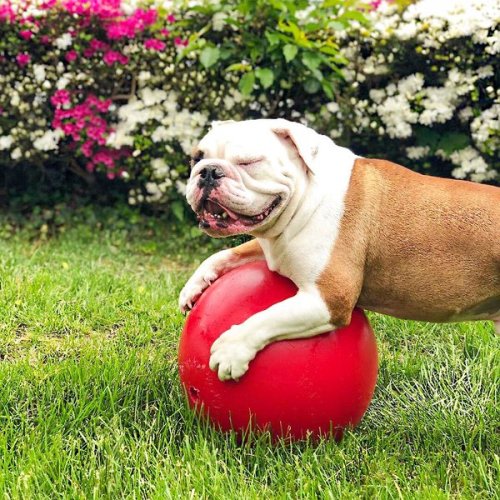 JOLLY PETS 10" Push-n-Play Ball Dog Toy, Red - Chewy.com