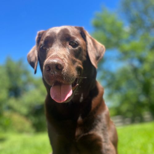 Dog Sitting Coupon