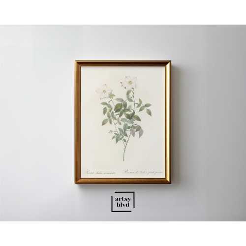 303 - Soft White Rose Flower Print Wall Art Botanical Sketch Vintage Wall Art Floral Oil Painting Flower Poster for Kitchen Nursery Home