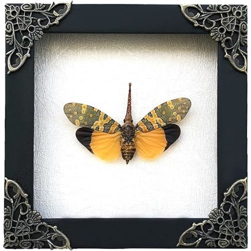 Real Framed Lanternfly Dried Bug Shadow Box Wooden Frame Taxidermy Specimen Display Oddity Insect Tabletop Standable Wall Hanging Home Decor K12-55-TR
