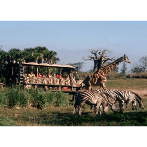 Disney World - Animal Kingdom Safari