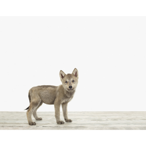 Wolf Pup No. 2 — The Animal Print Shop