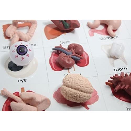 Montessori Human Organ Match - Miniature Body Parts with Cards to Match - Early Childhood Biology Learning Toy