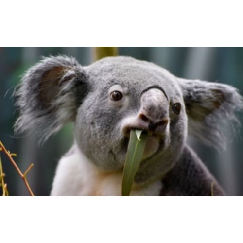 Family Cleveland Zoo Memberships