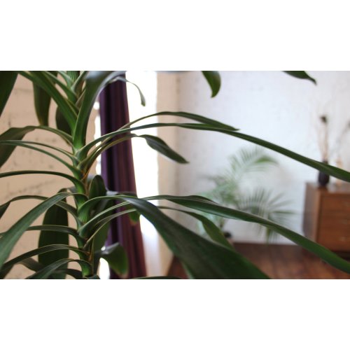 Mosaic Massage - 90 min prenatal massage