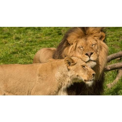 Gift Card | Oregon Zoo