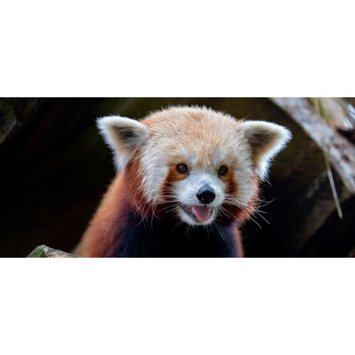 BECOME A MEMBER — Woodland Park Zoo