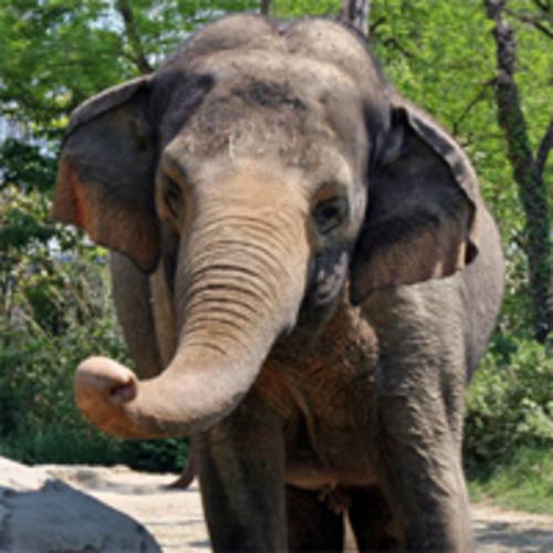 Cincinnati Zoo Membership Web Store :: Ticket Selection :: New Memberships