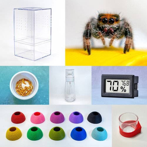 Jumping spider pet - Starter Kit — Itsy Bitsy Friends