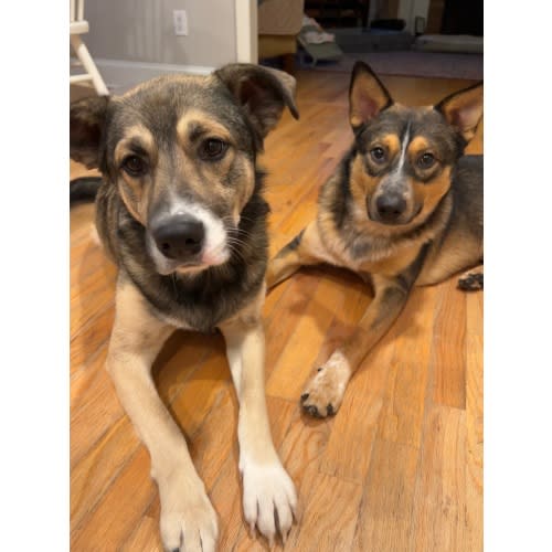Wag! - Gift Cards for Pet Services