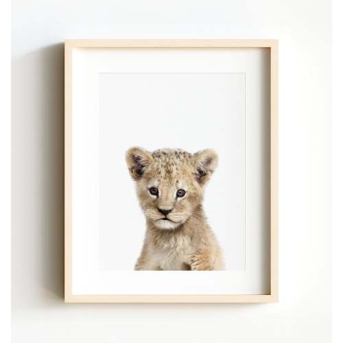 Baby Lion 8x10