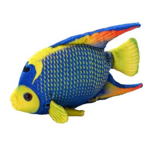 CORAL REEF QUEEN ANGELFISH