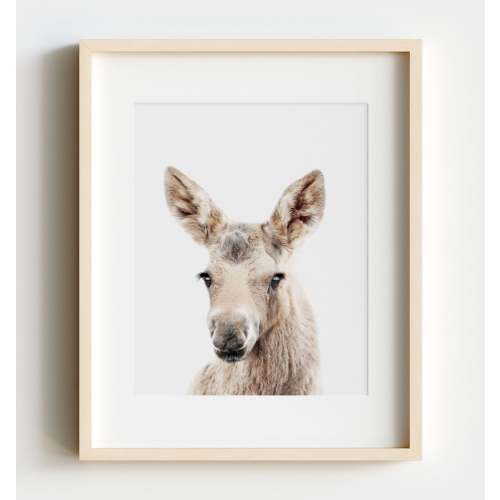 Baby Moose