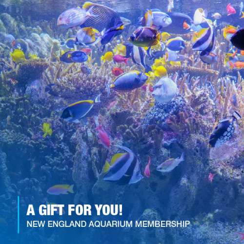 Buy or Renew a Gift of Membership - New England Aquarium Friends and Family Level