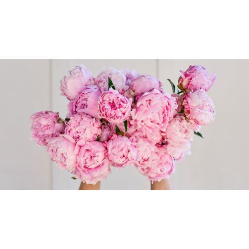 The Most Alaskan Peonies!