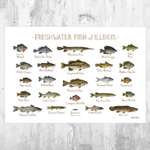 Illinois Freshwater Fish Field Guide Art Print / Fish Nature Study Poster