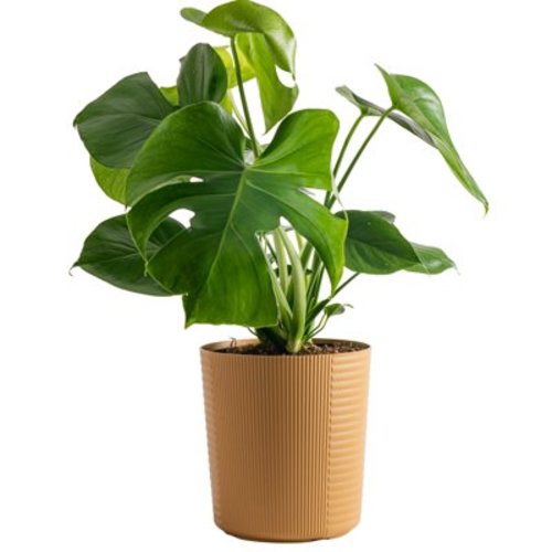 Costa Farms Plants with Benefits Live Plant 24in Tall Green Monstera in 9.25in Decor Pot