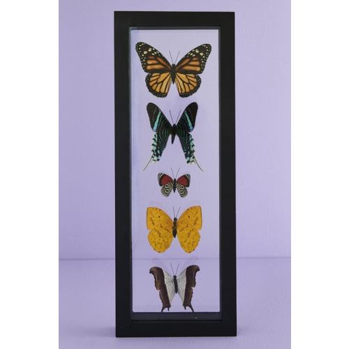 Five Butterflies in Black Frame