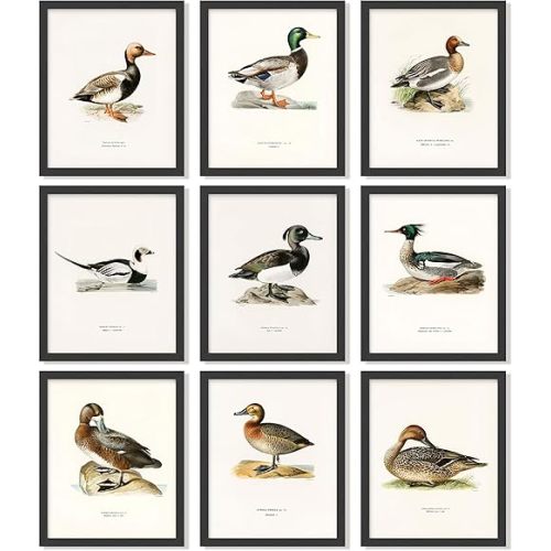 Decor Mallard Duck Decor For Home - Vintage Duck Hunting Poster, Ducks Wall Art Prints, Waterfowl Antique Mallard Nursery Decoration (8x10 Unframed)