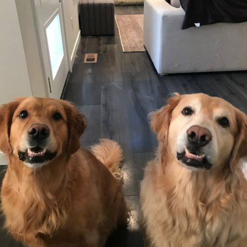 Purchase Gift Cards for Pet Services | Wag!