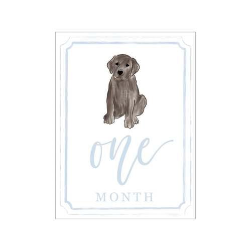 Blue Chocolate Lab Milestone Cards