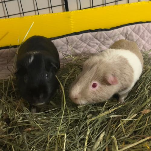 Clean Piggy Cage!