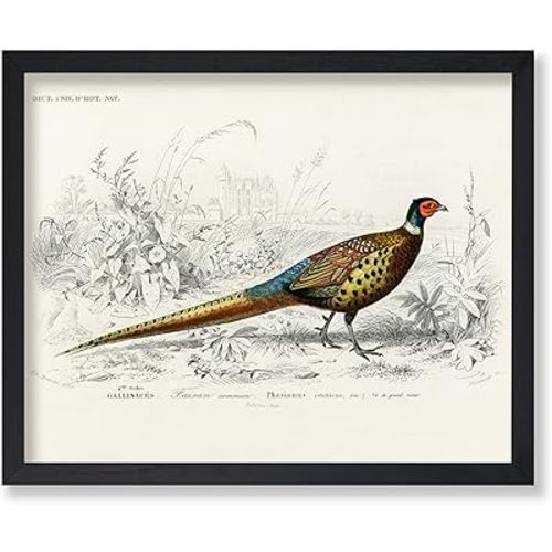 Poster Master Vintage Ring Necked Pheasant Poster - Retro Wildlife Print - Bird Wall Art - Gift for Men, Women & Animal Lover - Great Decor for Office, Bedroom or Living Room - 8x10 UNFRAMED Wall Art