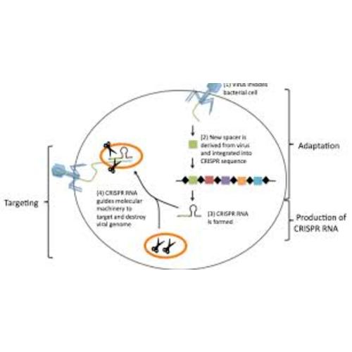 Crispr - Google Search