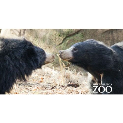 Gift Card — Philadelphia Zoo